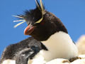 016 Rockhopper.JPG 06.12.2009 18:45